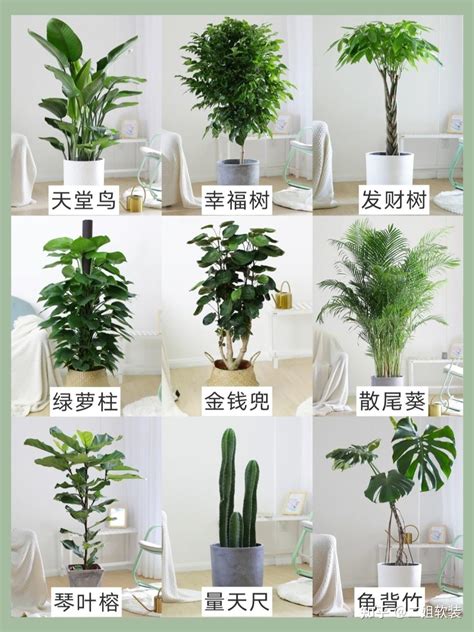 家里放什么植物好|19种最适合放在家里养的植物，你家有几种？